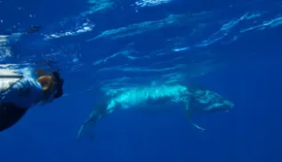 Swimmer Photo Karen Stone