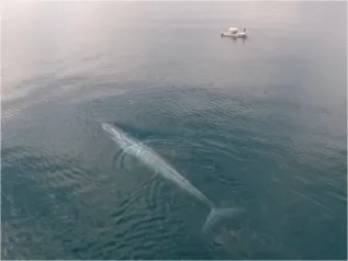 Blue Whale And Ww Vessel From Above   Diane Gendron