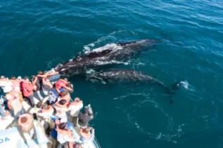 ARGENTINA MG 7879 CHRIS JOHNSON