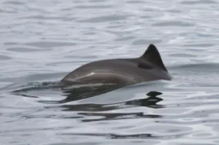 Phocoena Phocoena Nicola Hodgins 6