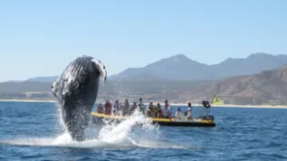 AA Whale Breaching Ursula Gonzales