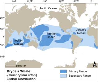 Common Brydes Whale Converted