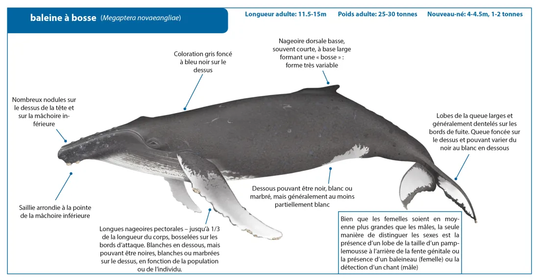 Humpback Whale FRENCH Crop