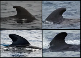 Pilot Whale Photo ID Composite
