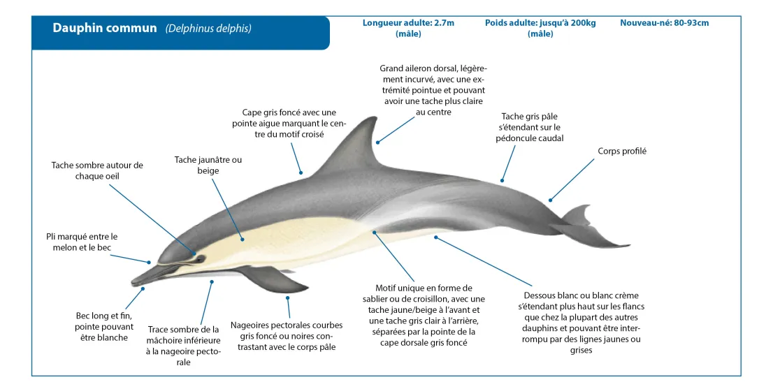 Common Dolphin FR Crop