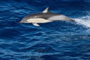 Common Dolphin Crop