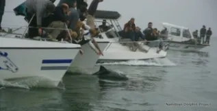 Heavisides Dolphins With WW Boats South Africa Simon Elwen