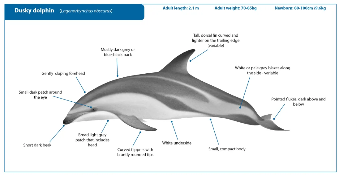 Dusky Dolphin AmendedCrop