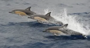 Common Dolphin Formation IWC