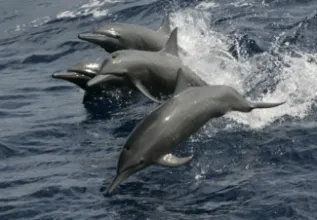 Bob Pitman Eastern Spinner Dolphin STLOetp17Aug2006 05