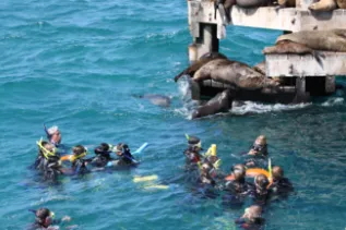 Port Phillip Seal Swim Dolphin Research Institute