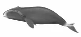 Bowhead Whale