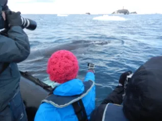 People Watching Humpbacks Chris Parsons