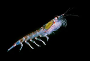 Antarctic Krill Euphausia Superba Creative Commons