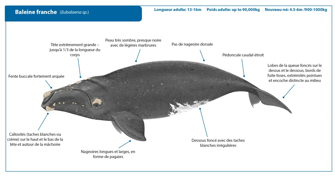 Right Whale FRENCH Crop