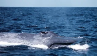 Pygmy Bluewhale WestAust ChrisJohnson
