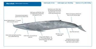 Blue Whale Final NEW Crop