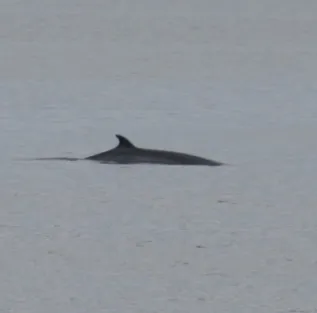 Minke Whale Scotland Chris Parsons