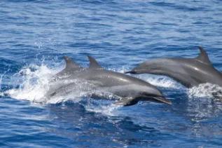 PanTropicalSpottedDolphins IndOcean ChrisJohnson