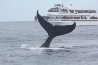 Tails With Pinch Lobtailing Whale And Dolphin Conservation 180323 122107