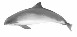 Harbour Porpoise