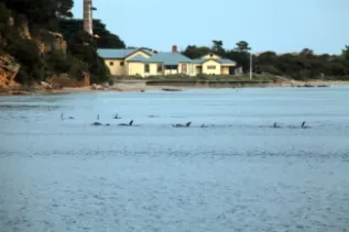 Bottlenose Dolphins At Ticonderoga Troy Muirr 24 2 17 Reduced