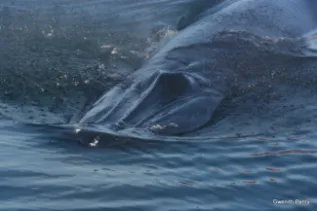 The 3 Characteristic Rostral Ridges On A Brydes Whale Plettenberg Bay Gwenyth Penry