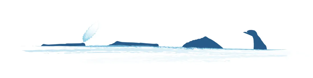 Sperm Whale Surfacing IWC