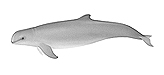 Irrawaddy Dolphin