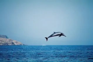 Spinner Dolphin Leap Oman  Gianna Minton