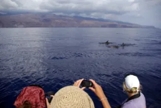Dolphin Watching Canaries MEEReV