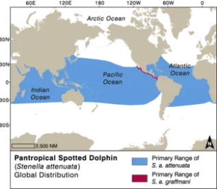Pantropical Spotted Dolphin Converted