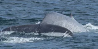 13BW20130314PAO 0485e