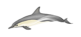 Common Dolphin