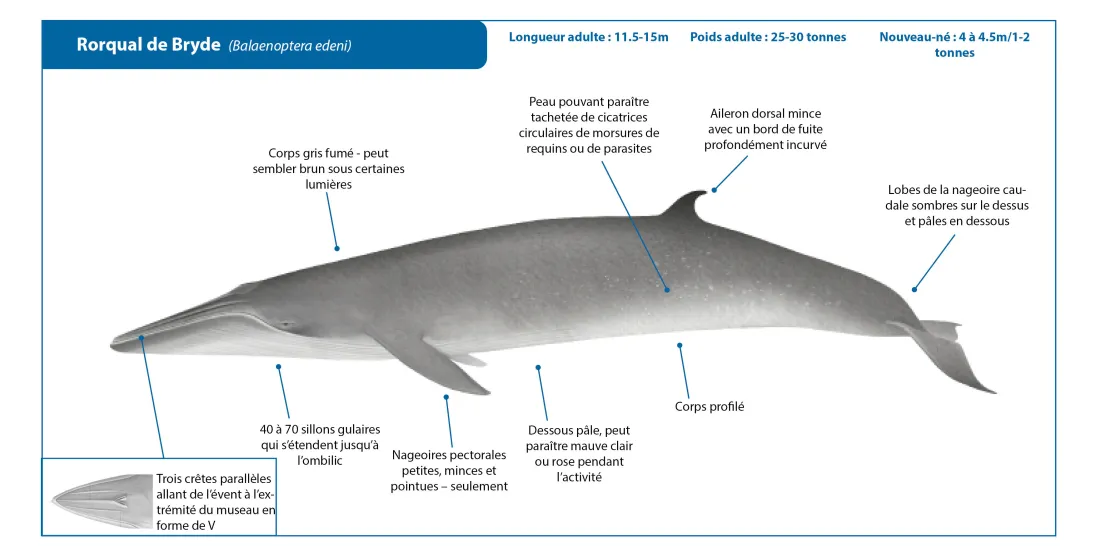 Brydes Whale FR Crop