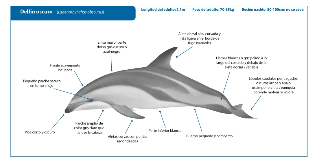 Dusky Dolphin SP Crop