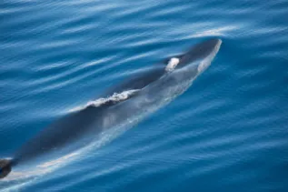 20120815 010 SMZ 8800