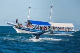 Ww In Bahia Baleiajubarte 180323 143853