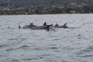 Bottlenose Dolphins Img 13 Dolphin Research Institute