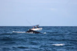 Whale And Boat Watamu Marine Association