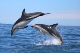 Dusky Dolphins Table Mountain Protected Area South Africa Simon Elwen Sea Search 2